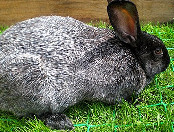 Beded Rabbit Pérak: cara miara sareng kumaha carana kadaharan di imah