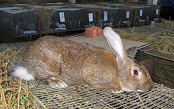 Rabbit գորշ հսկա. Տան բուծման առանձնահատկությունները