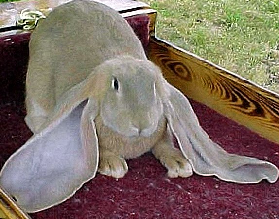 Rabbits ຂອງອົບຣົມ Baran