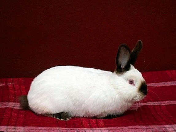 Rabbit ikhiqiza isiCalifornia: yini ehlukile?