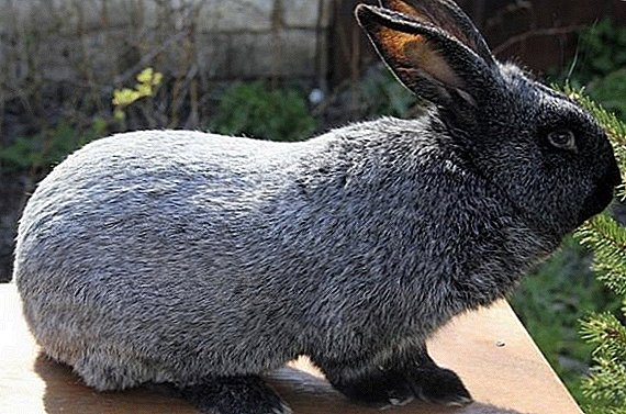 Rabbits nke ụdị Poltava ọlaọcha: atụmatụ nke cultivation ke ufọk ọnọdụ
