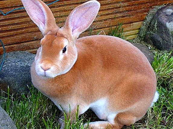 Рекс зајаци: како да се грижите и како да се хранат