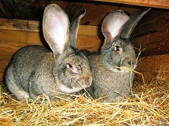 Rabbits ຂອງ Rizen ອົບຣົມ