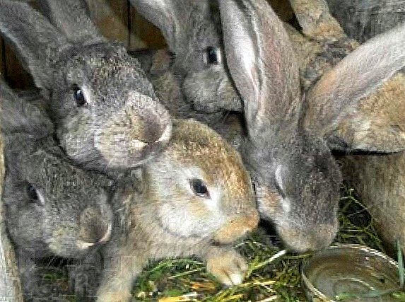 Grey giant rabbits: prospect para sa breeding development