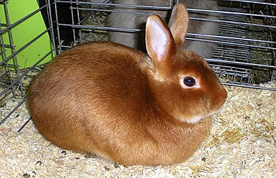 ʻO Rabbit-satin