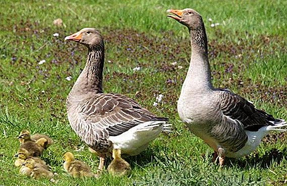 Manuk abu-abu gedhe saka geese: ciri, kaluwihan lan kekurangan tetep ing omah