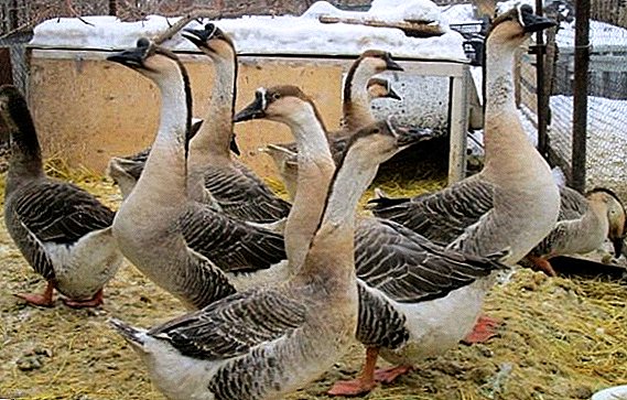 Kuban breed geese: fitur beternak betah