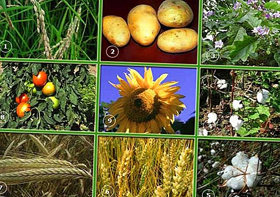 Primjeri i nazivi kultiviranih biljaka