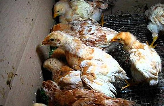 Chickens Avicolor: үйде өсіру туралы