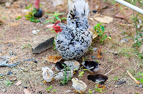 Chickens Bentamki: tsiaj, yug piav qhia