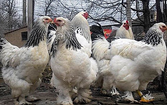 Chickens Brama: opis pasmine