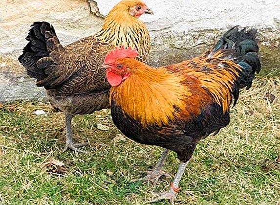 Чешки златни кокошки: одгледување карактеристики дома