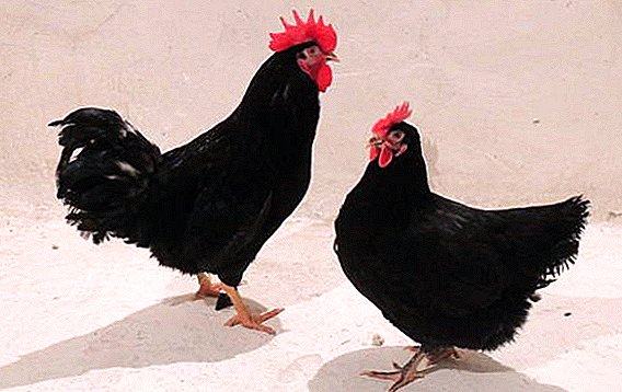 Black Pantsirevsky chickens: fitur breeding ing ngarep