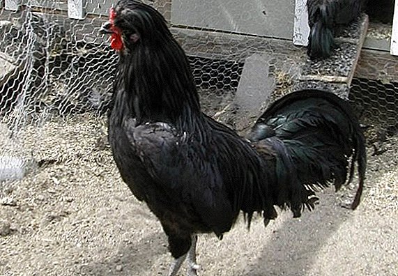 Chickens krevker: үйде өсіру мүмкіндіктері