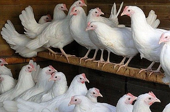 Ayam leggorn putih: fitur breeding ing ngarep