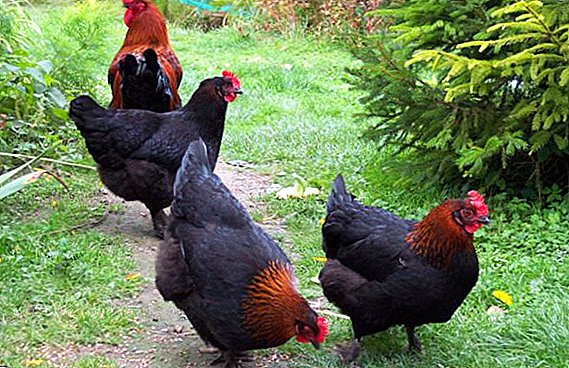 Chickens Maran: taybetmendiyê, şêwirdariyê li ser parastinê û pêşvekirinê