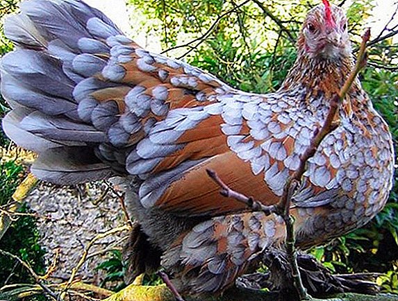 Млефлер кокошки: карактеристики на одгледување дома