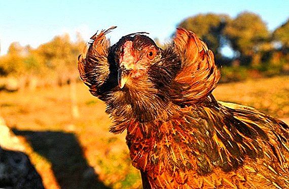 Көк жумуртка көтөрүп Chickens: Araucana