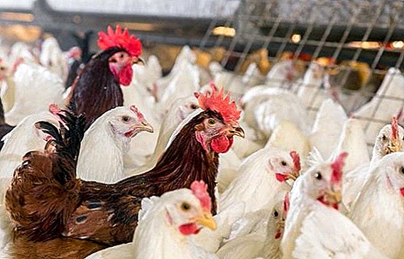 Polaganje kokoši decalb: obilježja uzgoja u kućnim uvjetima
