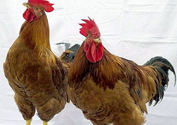 Os pollos crean pharma