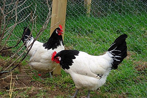 Lakenfelder chickens: घर मा प्रजनन को बारे मा सबै भन्दा महत्वपूर्ण कुरा