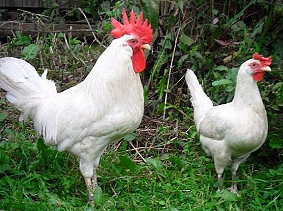 Chickens irin karya farin