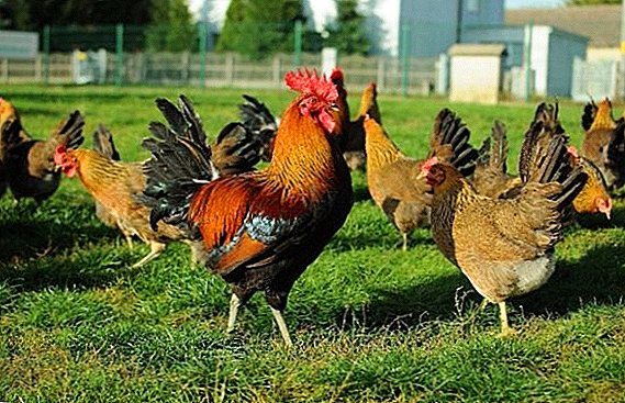 Chickens pîşesaziya polîtîkaya hûrgelê: Pêşbîrkirina bingehîn li malê