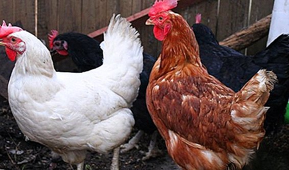 Пилешки раса Блесок: Бело, Црно, Браун