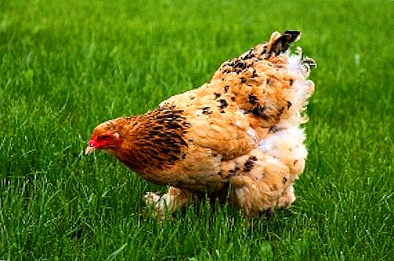 Пилешки болести и методи за нивно лекување и превенција