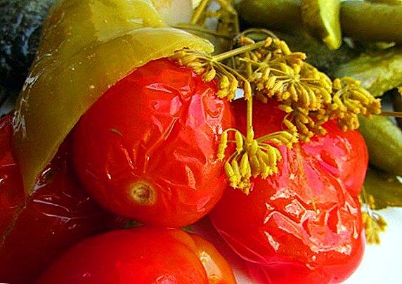 Tomates en conserva: unha receita para un delicioso taco