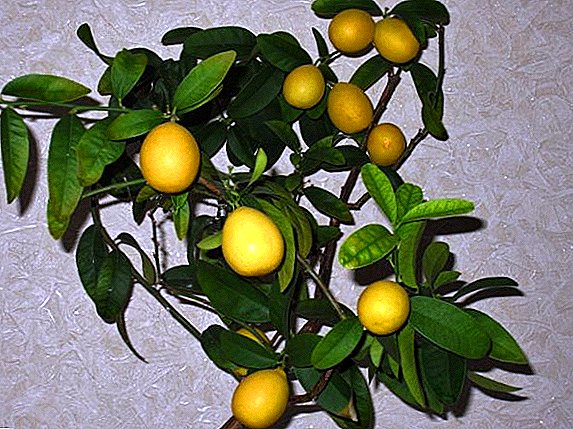 Leimkvat (limonella): evdə böyüyür