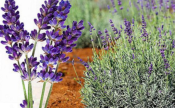 Nqaim-leaved lavender: cog thiab poob rau hauv kev hlub