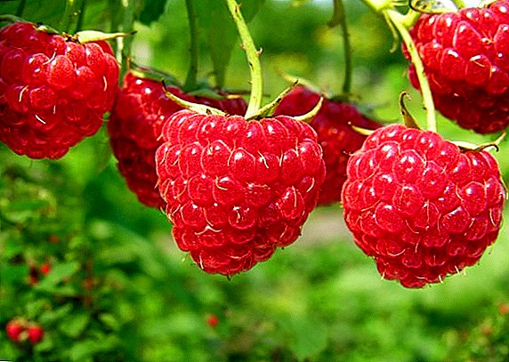 Sifat obat lan aplikasi raspberry