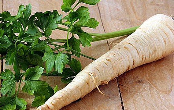 Хусусиятҳои дорувории решаи parsley ва истифодаи он дар тибби анъанавӣ
