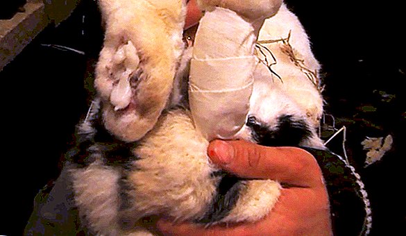 lechenie pododermatita u krolikov 4 - زخم پای خرگوش و راه درمان آن...
