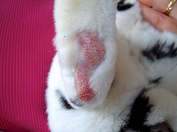 lechenie pododermatita u krolikov 6 - زخم پای خرگوش و راه درمان آن...