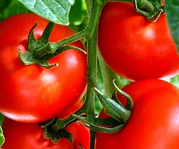 Hawdd a syml: tomatos yn yr Urals