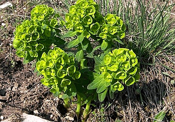 Медицински растенија Euphorbia Палас: апликација и корисни својства