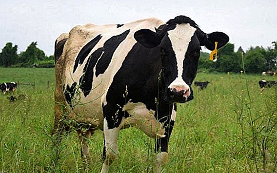 Leptospiroza kod krava: šta raditi, kako se liječi