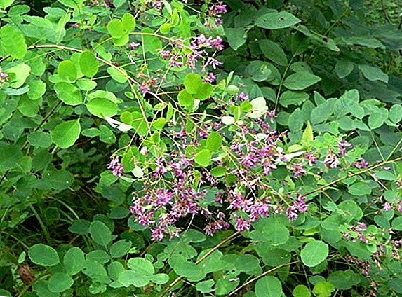 Lespedetsa - medicinal nroj: hauj lwm, siv thiab cultivation nyob rau tom tsev