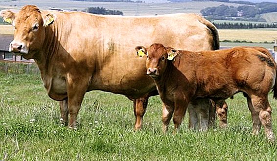 Limousin-raso de bovinoj: la specifoj de konservado hejme