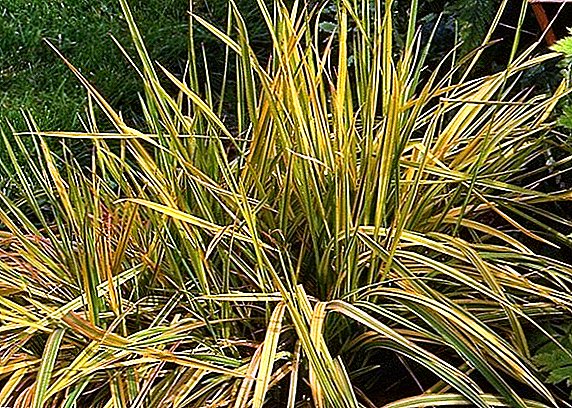 Meadow foxtail: დარგვა და ზრუნვა კულტურის