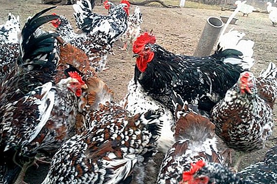 Ливенски кокошки: како да ја содржат расата, описот, неговите предности и недостатоци