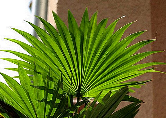 Liviston rotundifolia: pran swen yon pye palmis, fason pou konbat maladi