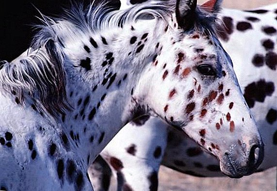 Appaloosa breed horse