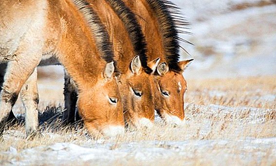 Equus Przewalski