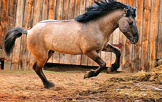 Kuda di breed Bashkir: ciri, kemungkinan sareng kalemahan