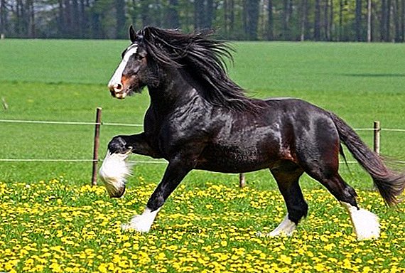 Shire Horse Breeds: Fotoj, Priskribo, Feature