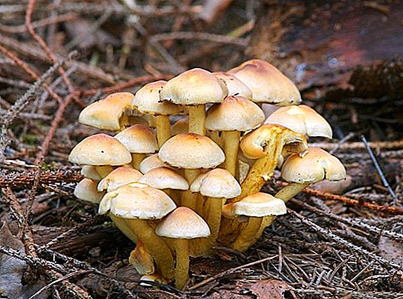 Fungos falsos: especies, como distinguir e non confundir