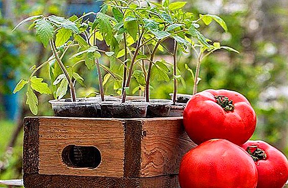 La plej bona tempo por planti tomatojn por plantoj (luna kalendaro, klimato, fabrikaj rekomendoj)